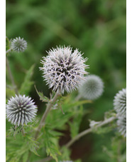 Echinops sphaerocephalus 'Arctic Glow'