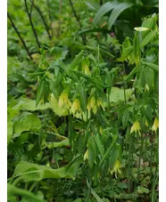 Uvularia grandiflora var. pallida