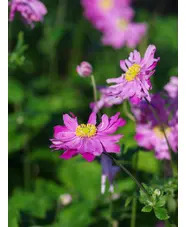 Anemone hupehensis var. japonica 'Pamina'