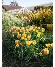 Tulipa 'Honky Tonk' (5xDB)