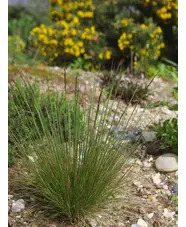 Festuca amethystina
