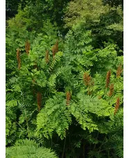 Osmunda regalis