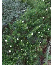 Cistus monspeliensis