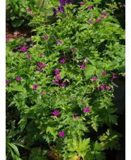 Geranium 'Hannah'