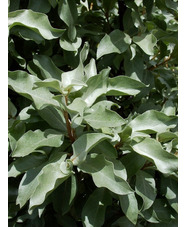 Elaeagnus 'Quicksilver'