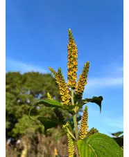 Elsholtzia flava