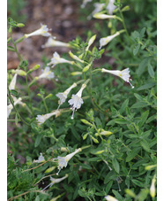 Epilobium canum 'Albiflorum'