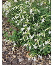 Epilobium canum 'Albiflorum'