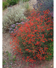 Epilobium canum 'Dublin'