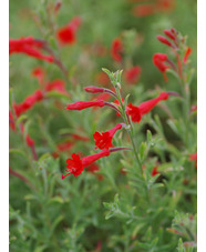 Epilobium canum 'Dublin'