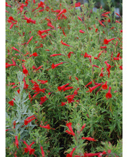 Epilobium canum 'Dublin'