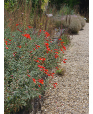 Epilobium canum 'Ed Carman'