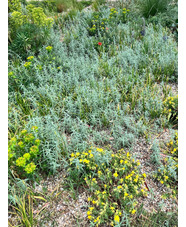 Epilobium canum 'Olbrich Silver'