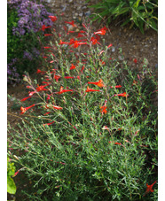 Epilobium canum 'Western Hills'