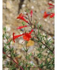 Epilobium canum 'Western Hills'