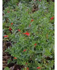 Epilobium septentrionale