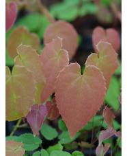 Epimedium 'Buff Beauty'