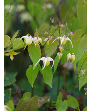 Epimedium 'Buff Beauty'