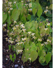 Epimedium 'Buff Beauty'