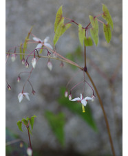 Epimedium dolichostemon