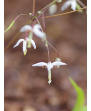 Epimedium dolichostemon