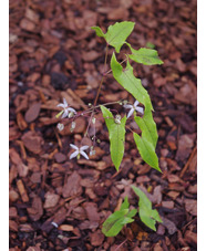Epimedium dolichostemon