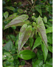 Epimedium 'Domino'