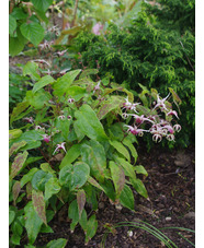 Epimedium 'Domino'