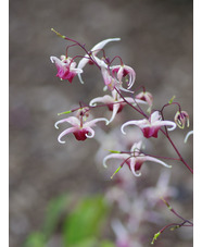Epimedium 'Domino'