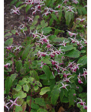 Epimedium 'Domino'