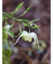 Epimedium 'Double Cream'