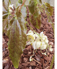 Epimedium 'Double Cream'