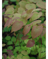 Epimedium grandiflorum 'Crimson Beauty'