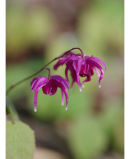 Epimedium grandiflorum 'Crimson Beauty'