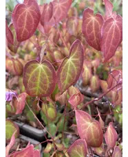 Epimedium grandiflorum 'Freya MK11'