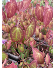 Epimedium grandiflorum 'Freya'