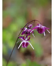 Epimedium grandiflorum 'Freya MK11'