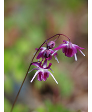 Epimedium grandiflorum 'Freya'