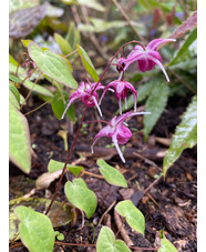 Epimedium grandiflorum 'Freya MK11'