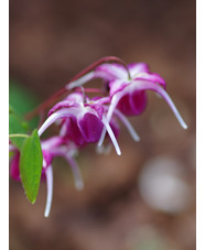 Epimedium grandiflorum 'Freya MK11'