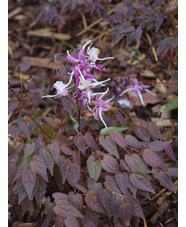 Epimedium grandiflorum 'Queen Esta'