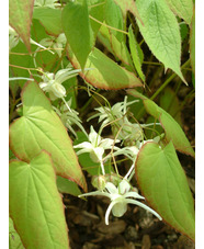 Epimedium grandiflorum subsp. koreanum