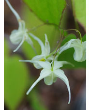 Epimedium grandiflorum subsp. koreanum