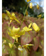 Epimedium x perralchicum 'Fröhnleiten'