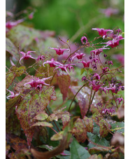 Epimedium 'Pink Champagne' 