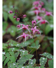 Epimedium 'Pink Champagne' 