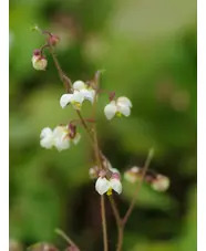 Epimedium pubigerum