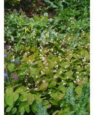 Epimedium pubigerum
