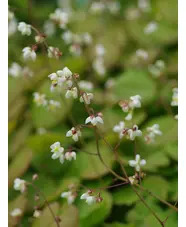 Epimedium pubigerum