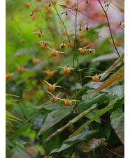 Epimedium 'Rik'
